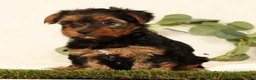 Yorkshire Terrier dogs for sale: Brandy - Ad 4
