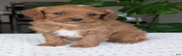 Cavapoo dogs for sale: Ellie - Ad 3