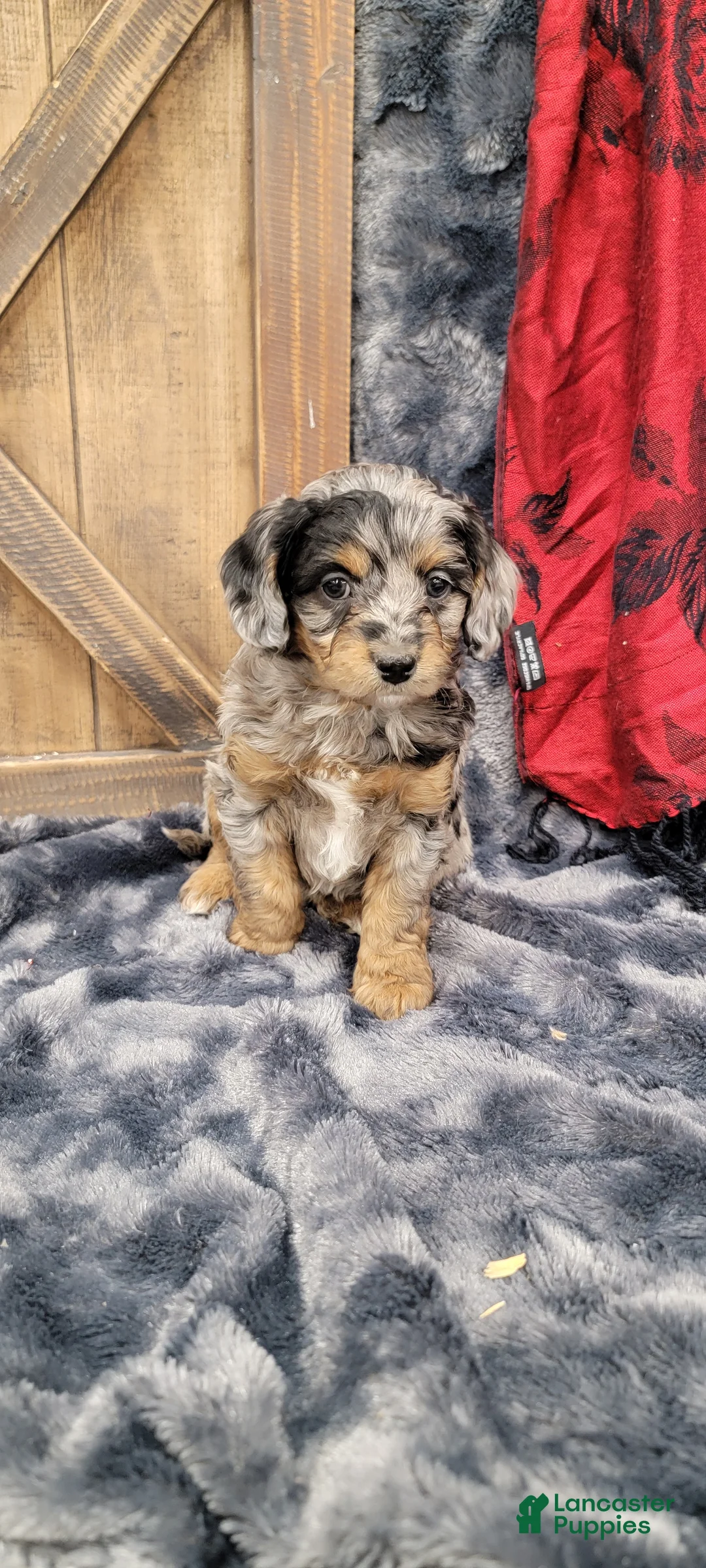 Cockapoo dogs for sale: Bruno - Ad 8