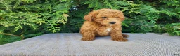 Mini Bernedoodle dogs for sale: Blake - Ad 4