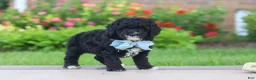 Mini Goldendoodle dogs for sale: Mason  - Ad 3