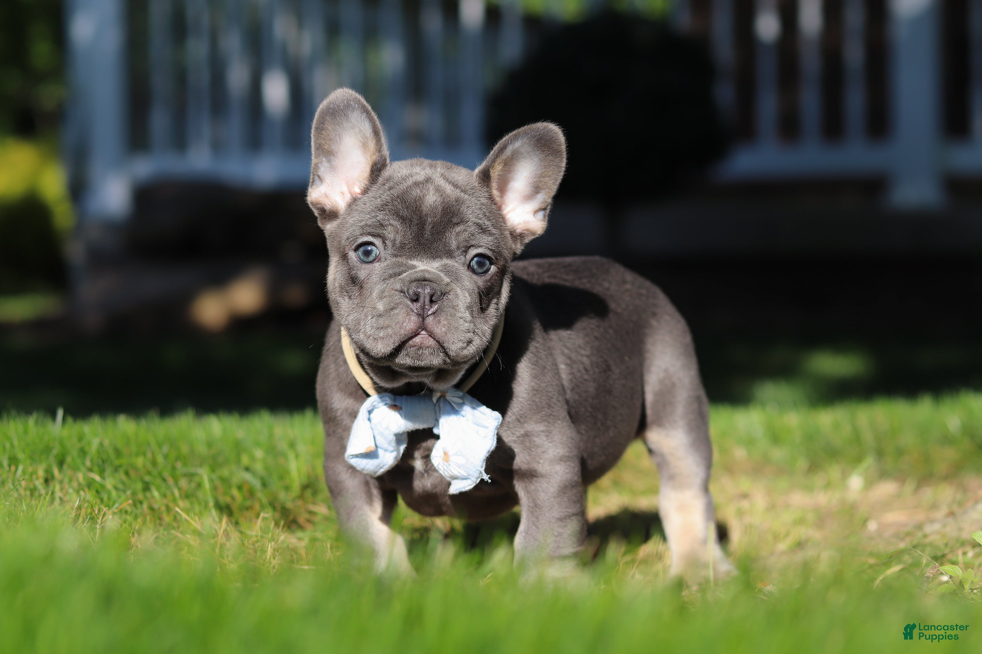 French Bulldog dogs for sale: Marshall - Ad 3