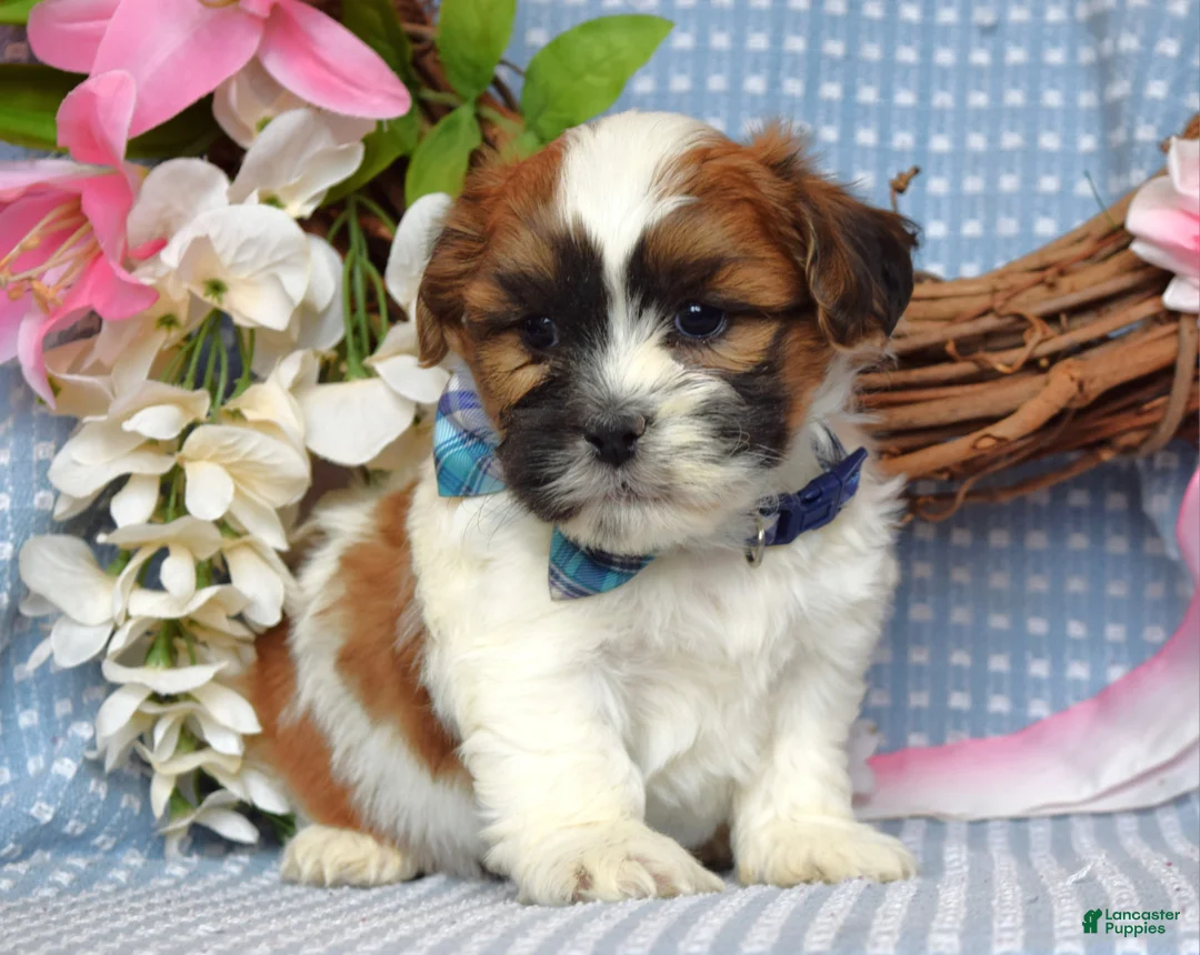 Teddy Bear dogs for sale: Tyler  - Ad 10