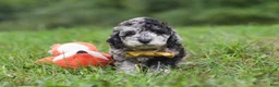 Cavapoo dogs for sale: Jonah - Ad 5