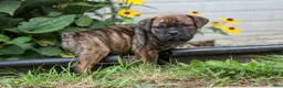 Beabull dogs for sale: Ashton  - Ad 10