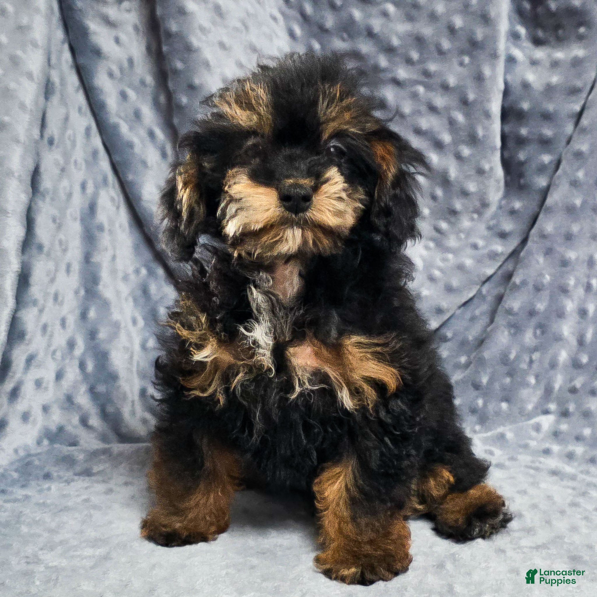 Mixed Breed dogs Davis - Ad 18