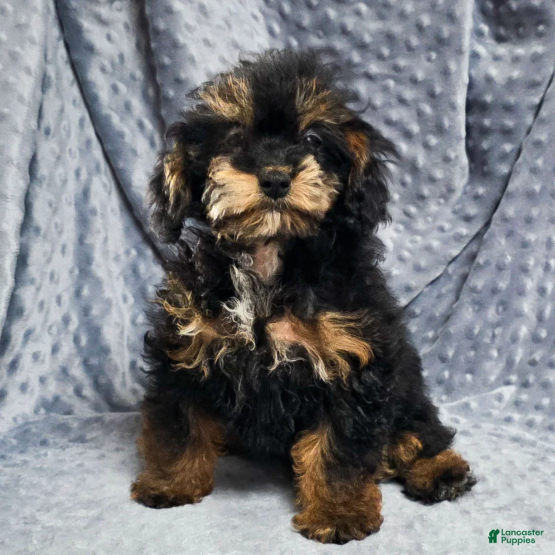 Mixed Breed dogs for sale: Davis - Ad 1