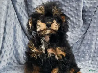 Mixed Breed dogs Davis - Ad 18