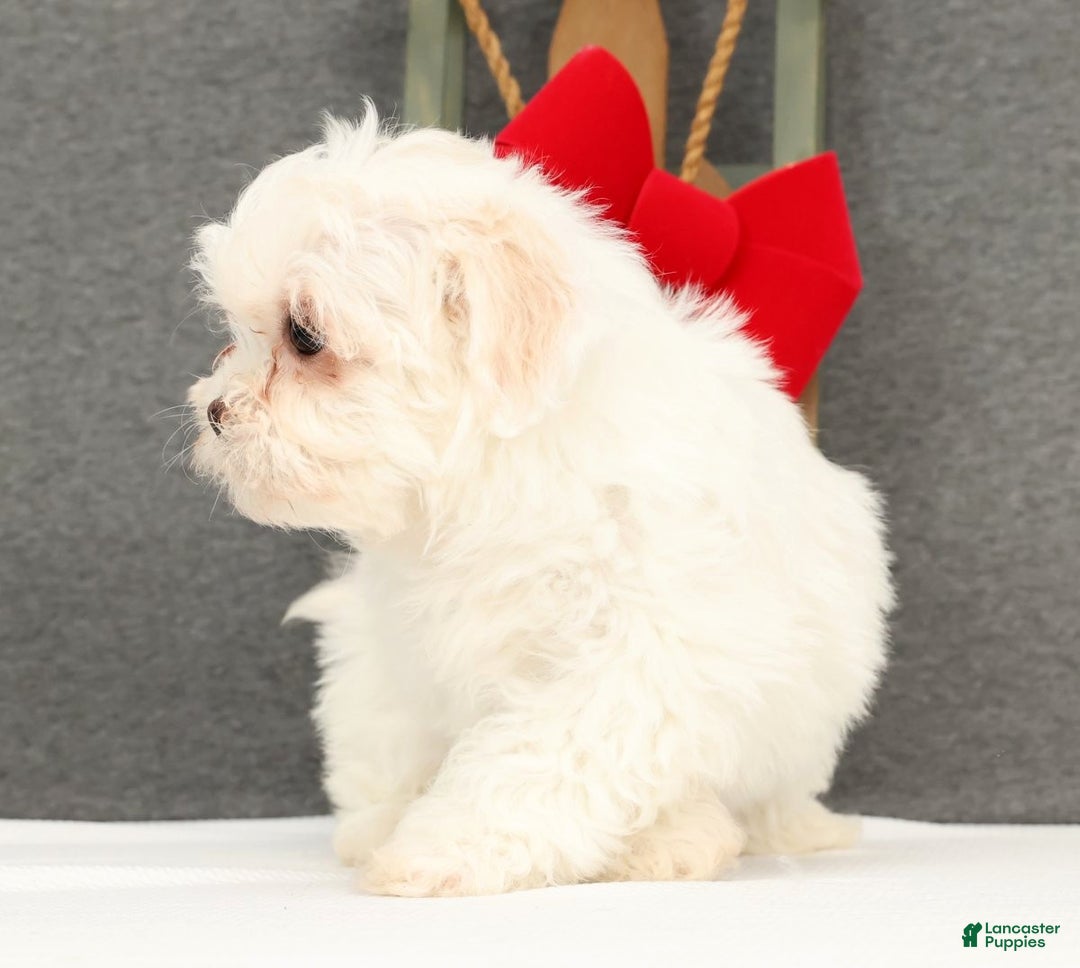 Teddy Bear dogs for sale: Faith - Ad 4