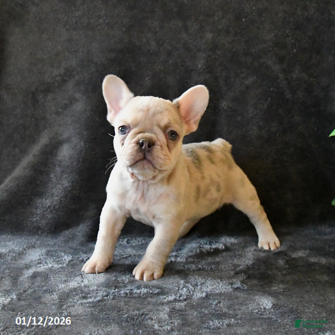 French Bulldog dogs for sale: Penny - Ad 1