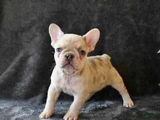 French Bulldog dogs Penny - Ad 4