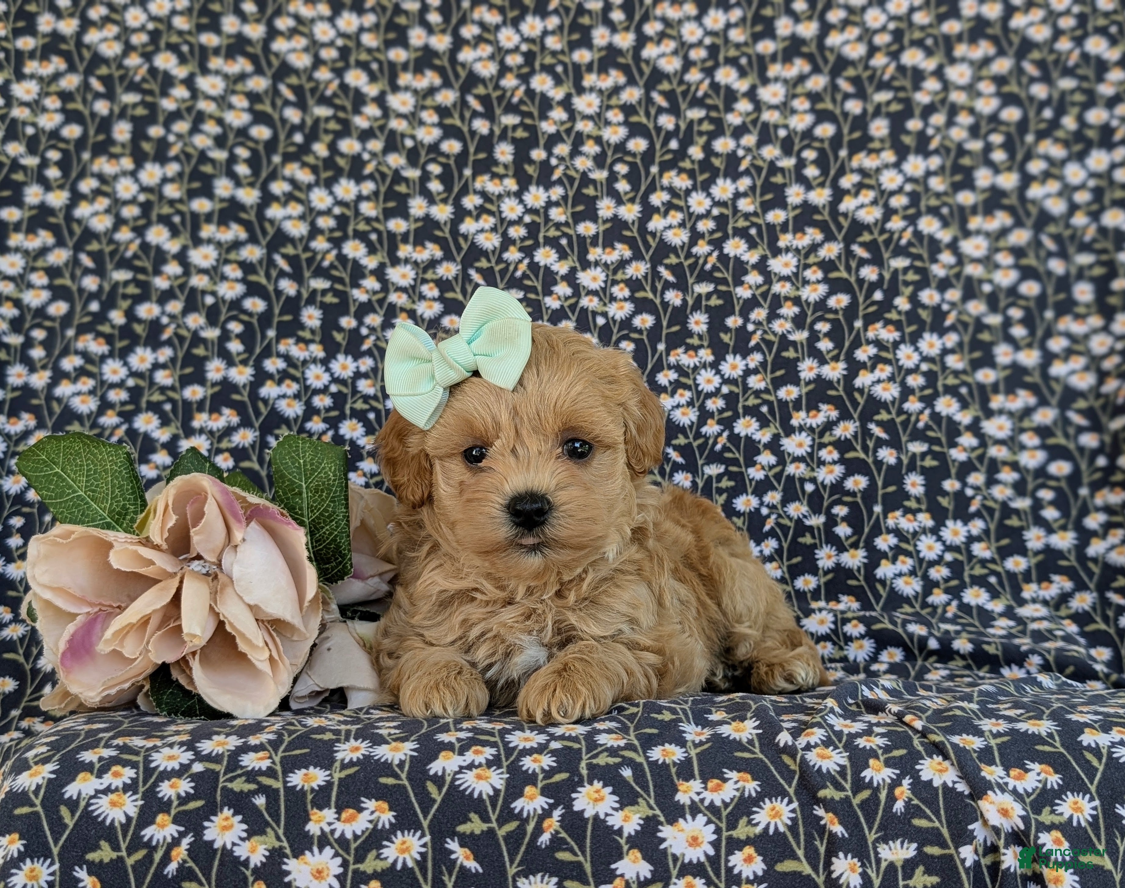Maltipoo dogs for sale: Rayna - Ad 5