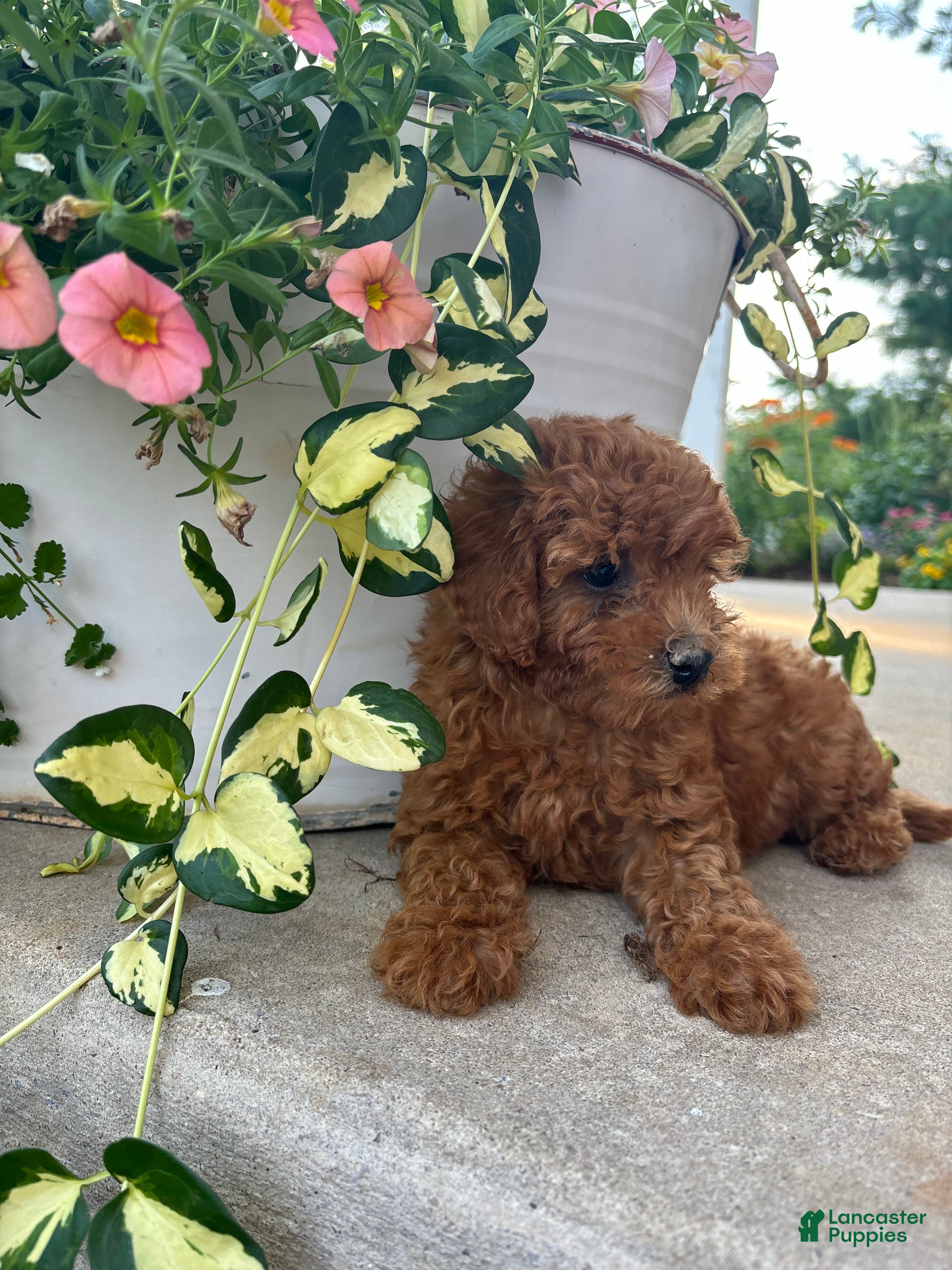 Bichpoo dogs Ollie - Ad 1