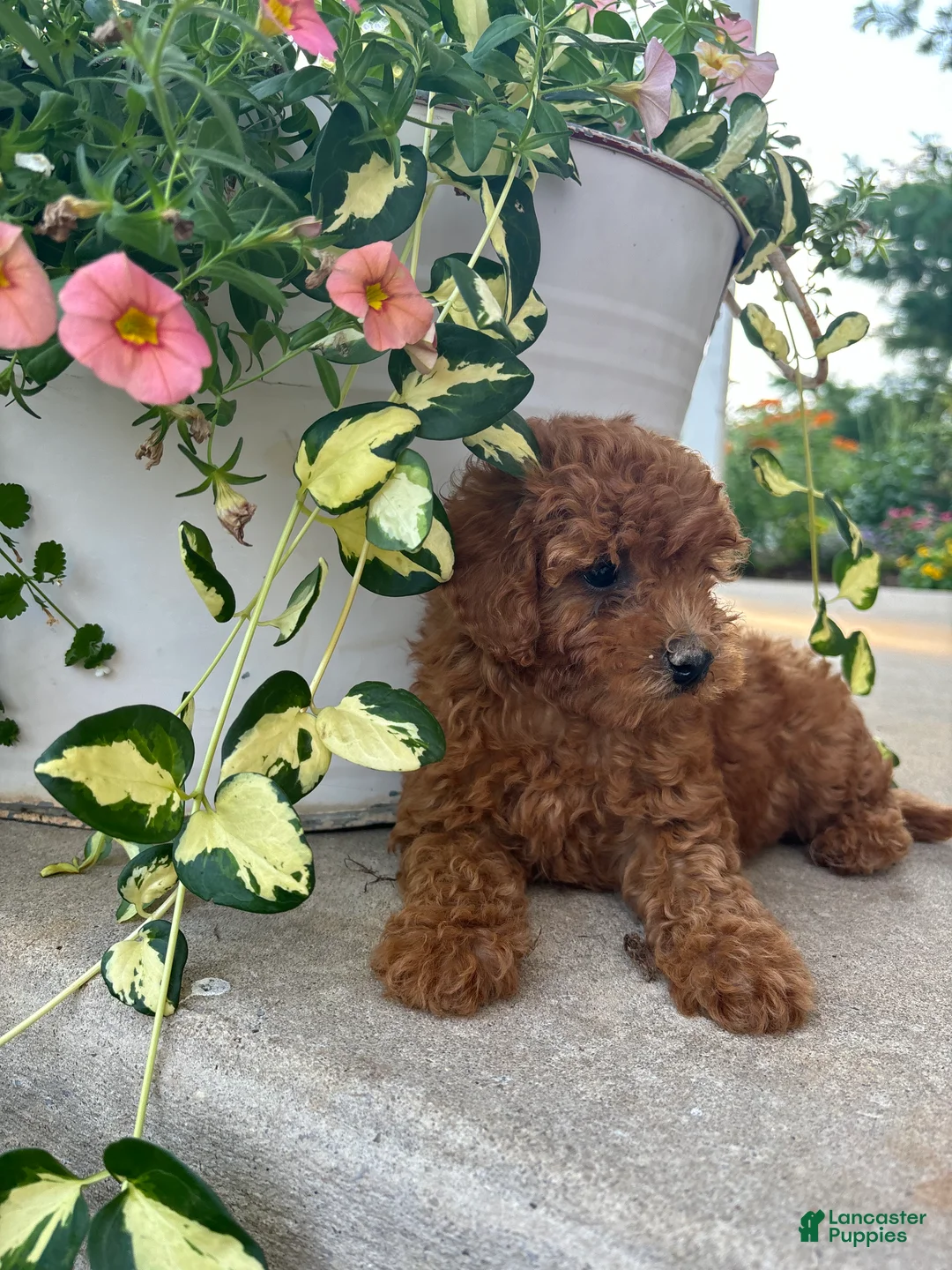 Bichpoo dogs for sale: Ollie - Ad 1