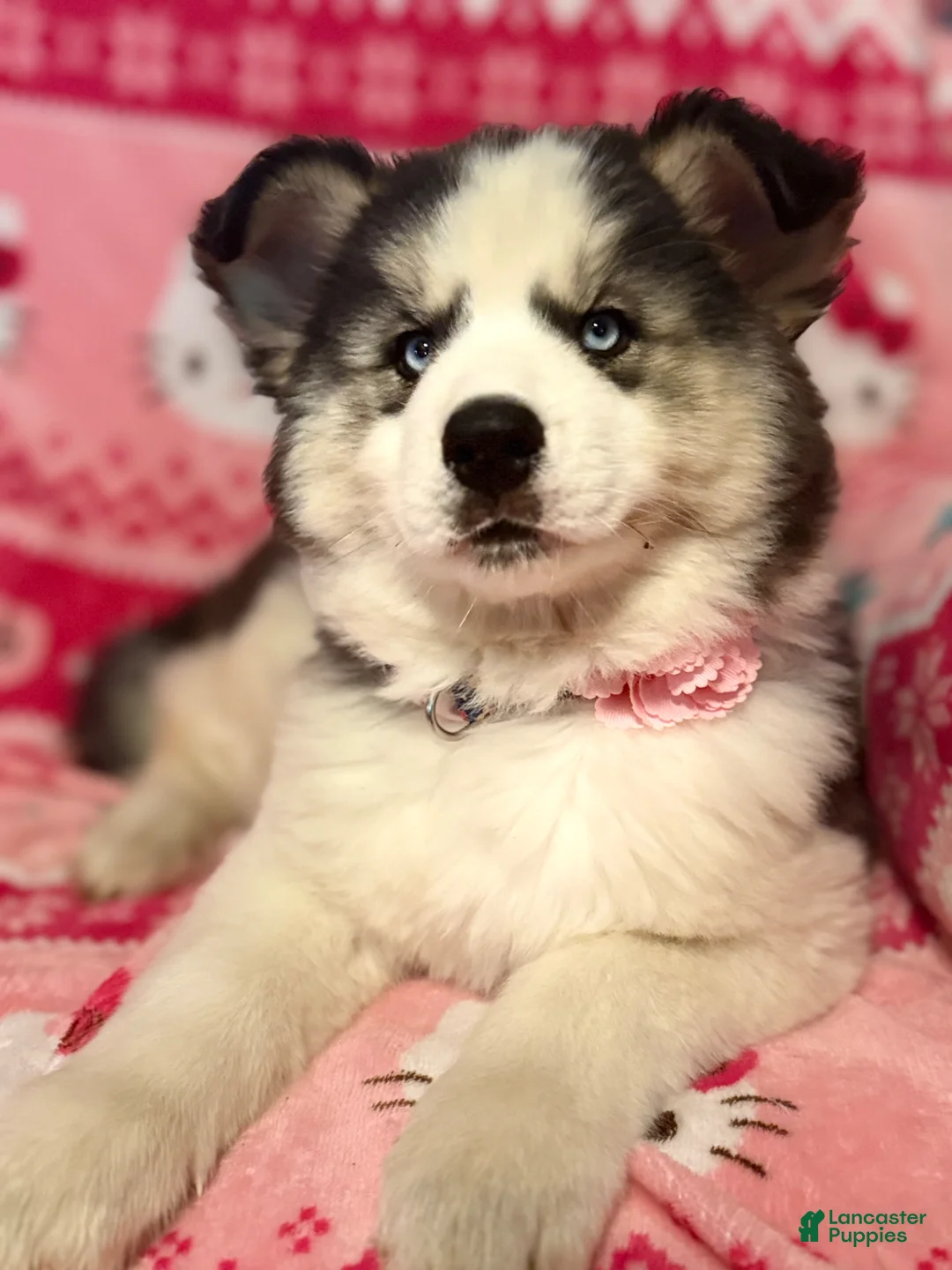 Siberian Husky dogs for sale: Siberian Husky Puppy 1 - Ad 2