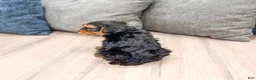 Yorkshire Terrier dogs for sale: Ollie - Ad 5