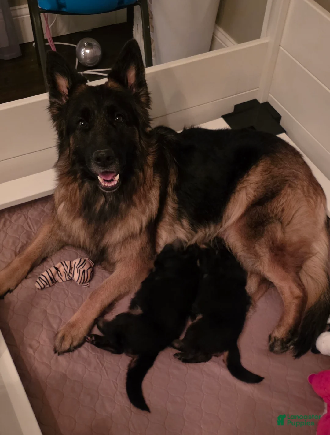 German Shepherd dogs for sale: German Shepherd Puppy 3 - Ad 5
