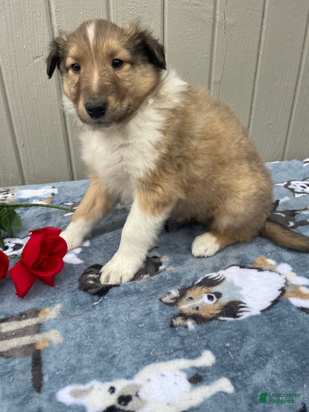 Collie dogs for sale: Colton - Ad 3