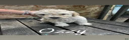 Labradoodle dogs for sale: Labradoodle 3 - Ad 1
