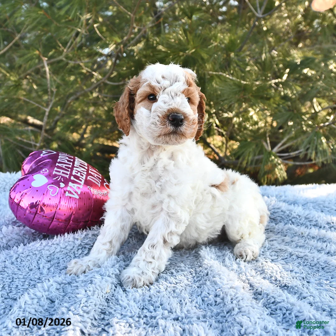 Mini Goldendoodle dogs for sale: Cooper - Ad 8