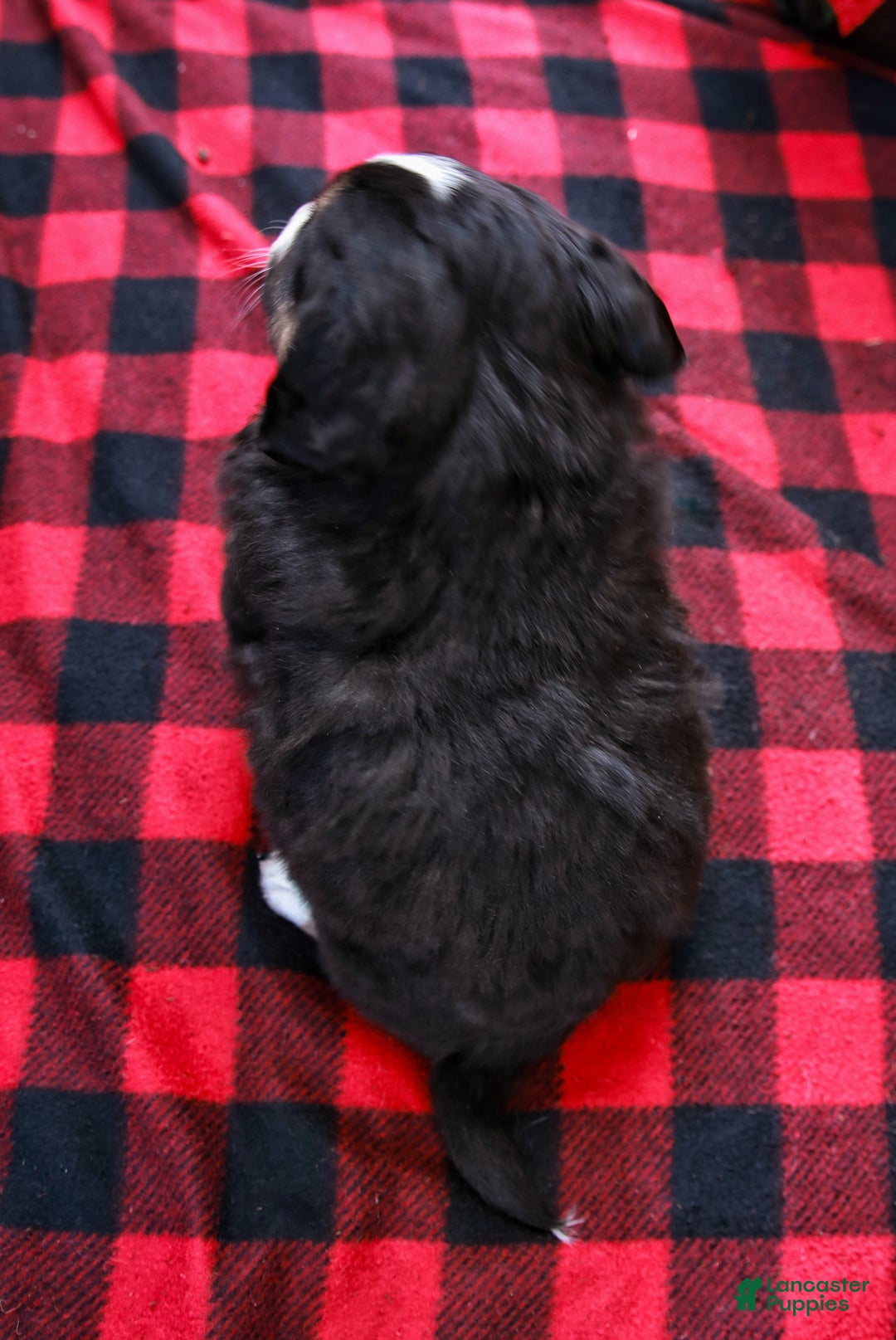 Miniature Australian Shepherd dogs for sale: Fig - Ad 7