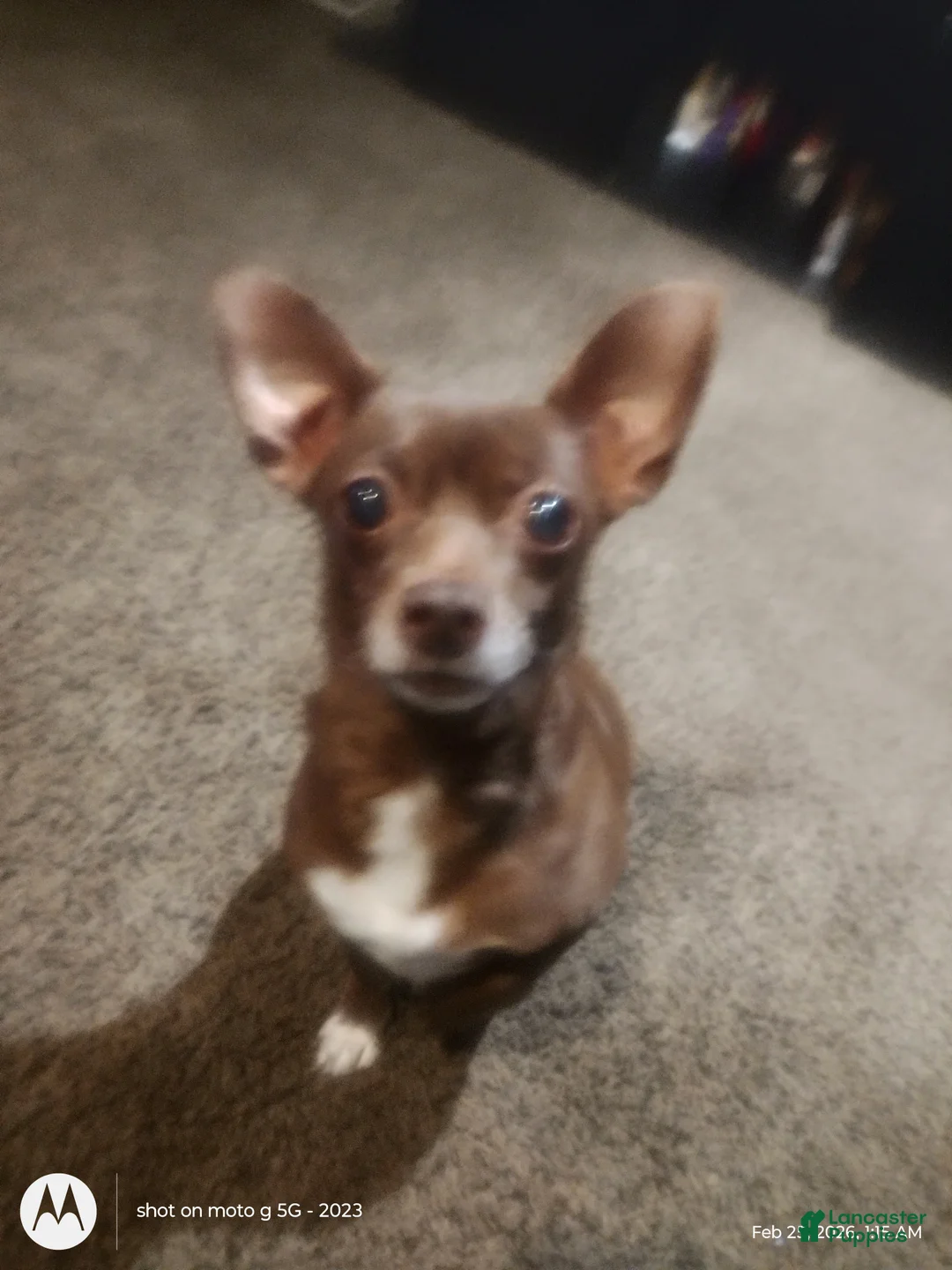 Chiweenie dogs for sale: Chiweenie Puppy 2 - Ad 3