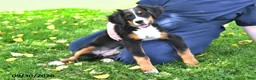 Bernese Mountain Dog dogs for sale: Kallia - Ad 4