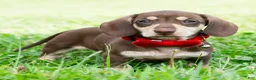 Miniature Dachshund dogs for sale: Theodore - Ad 4