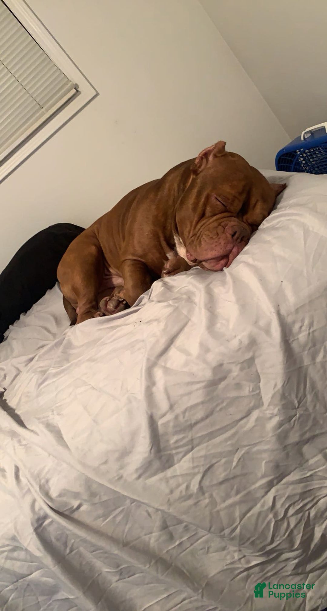 American Bully dogs for stud: Bubbee  - Ad 7