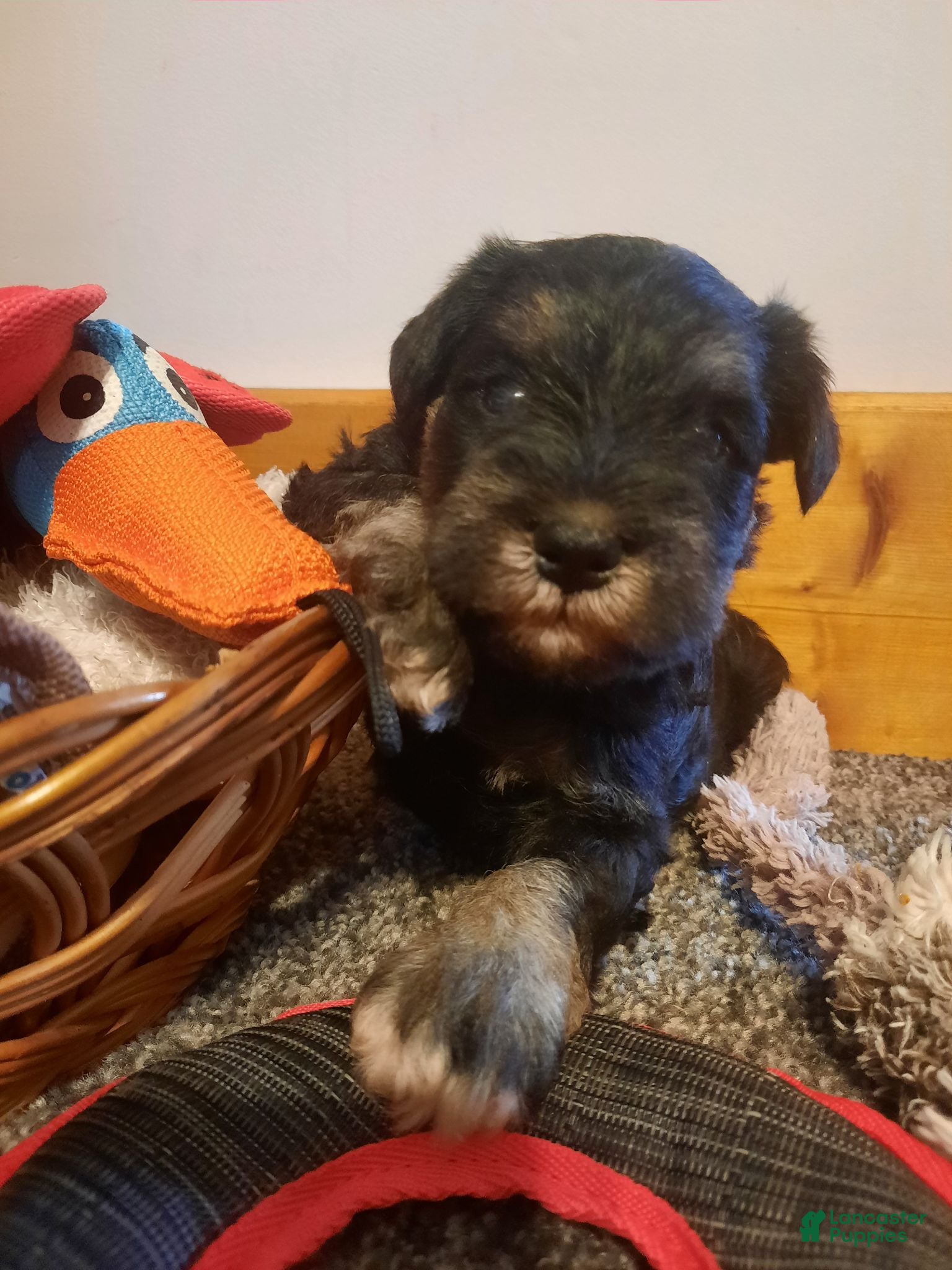 Miniature Schnauzer dogs AKC Sweet Pea - Ad 1