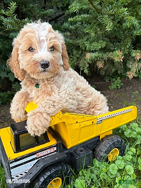 Cockapoo dogs Jackson - Ad 2
