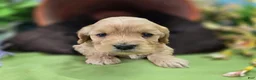 Cockapoo dogs for sale: Knotty - Ad 19