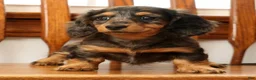 Miniature Dachshund dogs for sale: Tina - Ad 8