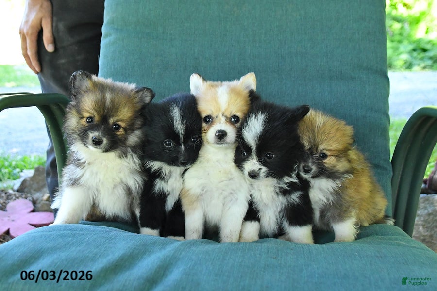 Pomeranian dogs for sale: Tucker - Ad 5