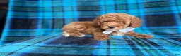 Cockapoo dogs for sale: Rags - Ad 2