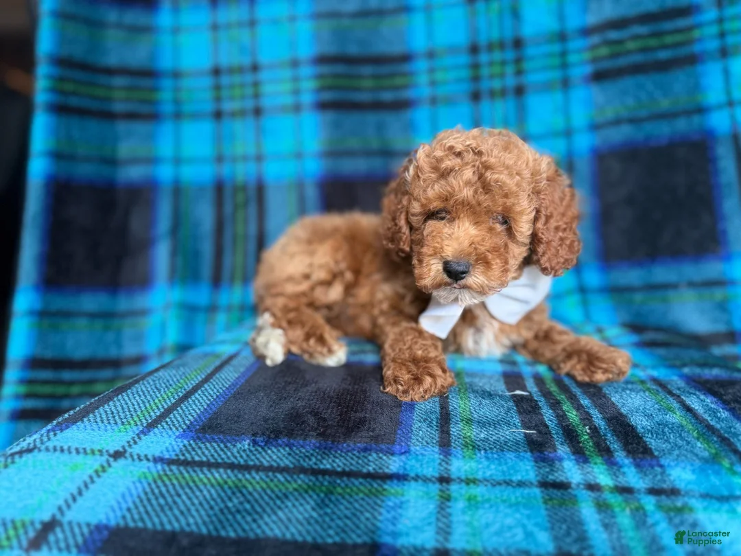 Cockapoo dogs for sale: Rags - Ad 2