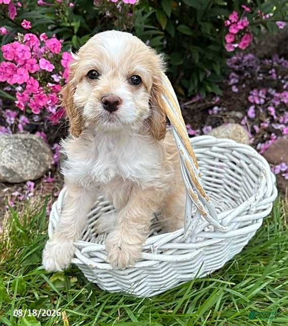 Cockapoo dogs Bella - Ad 2