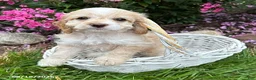 Cockapoo dogs for sale: Bella - Ad 2