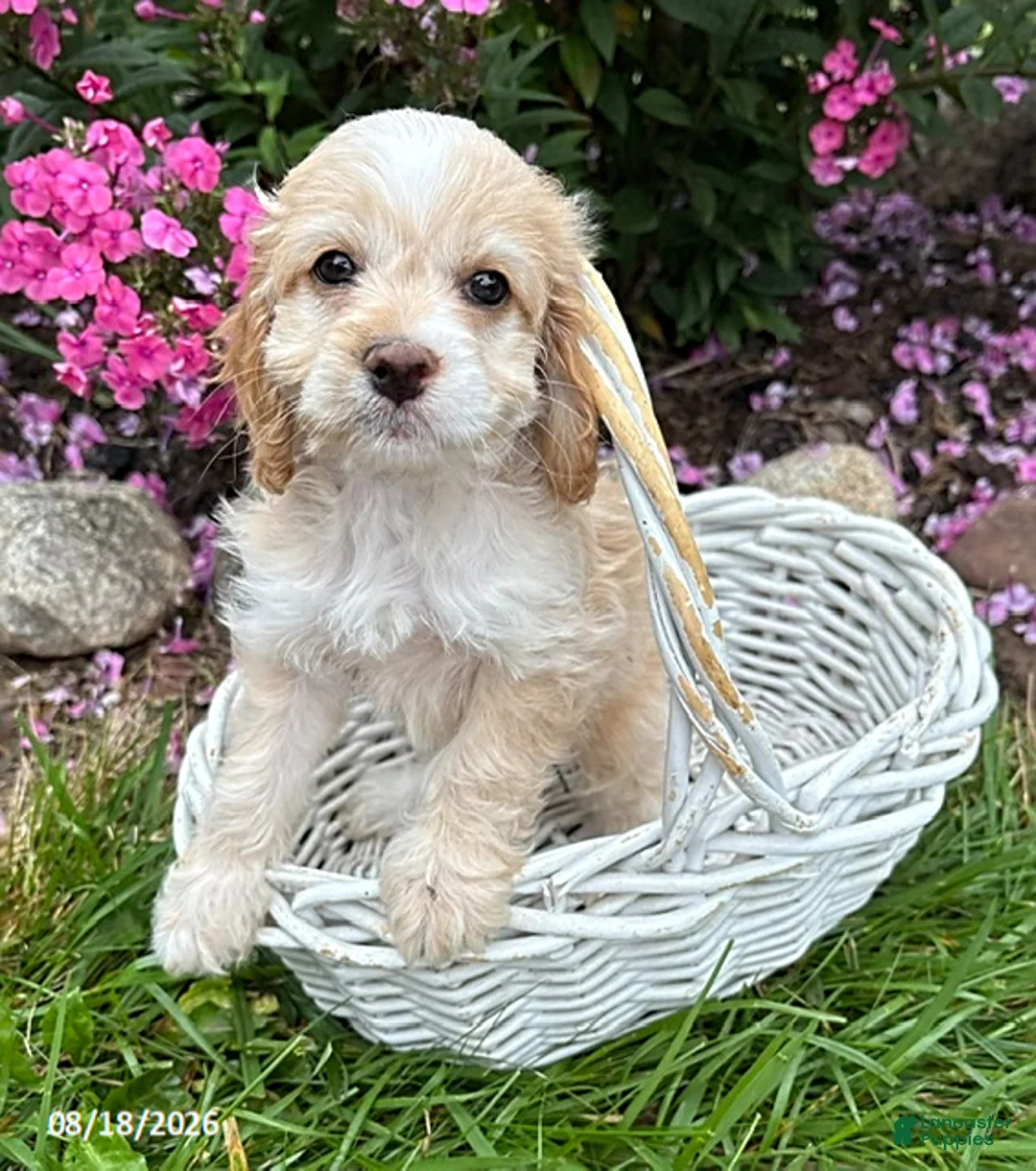 Cockapoo dogs for sale: Bella - Ad 2