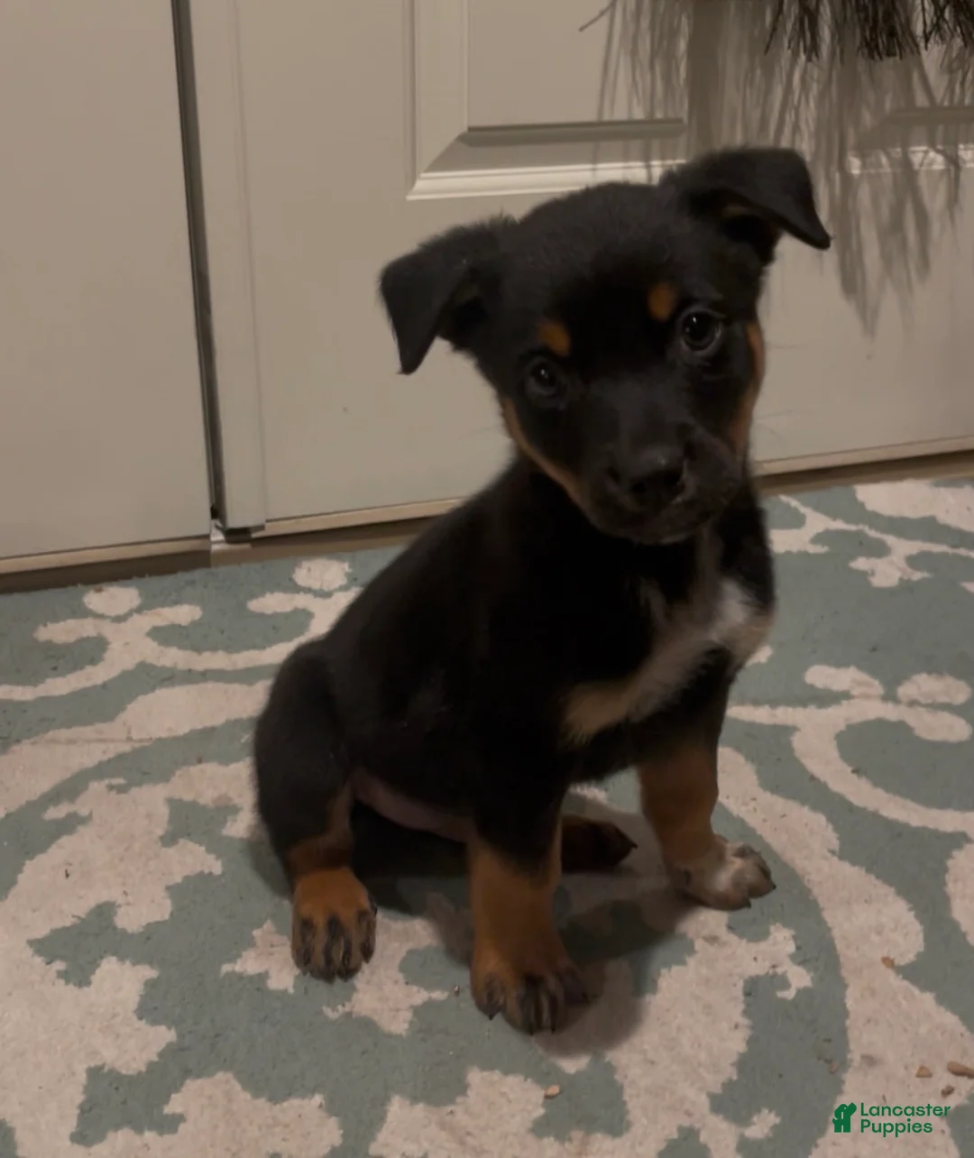 Mixed Breed dogs for sale: boy 6 Odysseus - Ad 1