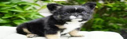 French Bulldog dogs for sale: Panda - Ad 6