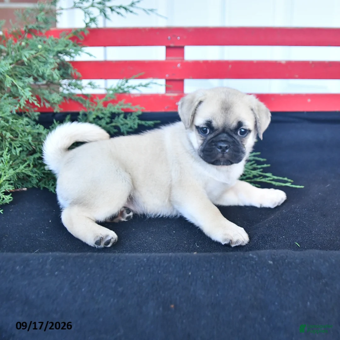 Mixed Breed dogs for sale: Snuggles   - Ad 2