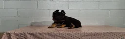 German Shepherd dogs for sale: Hero - Ad 3