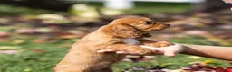 Cavalier King Charles Spaniel dogs for sale: Chipy - Ad 5