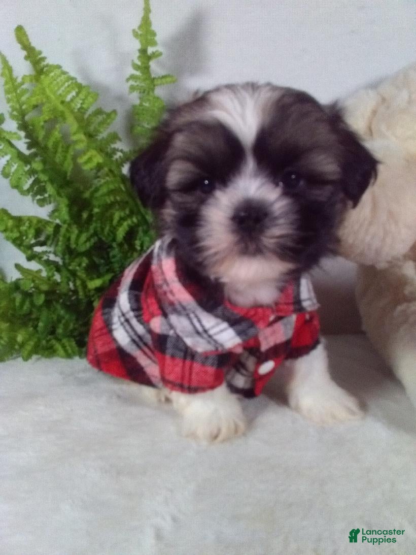Shih Tzu dogs Baxter - Ad 2