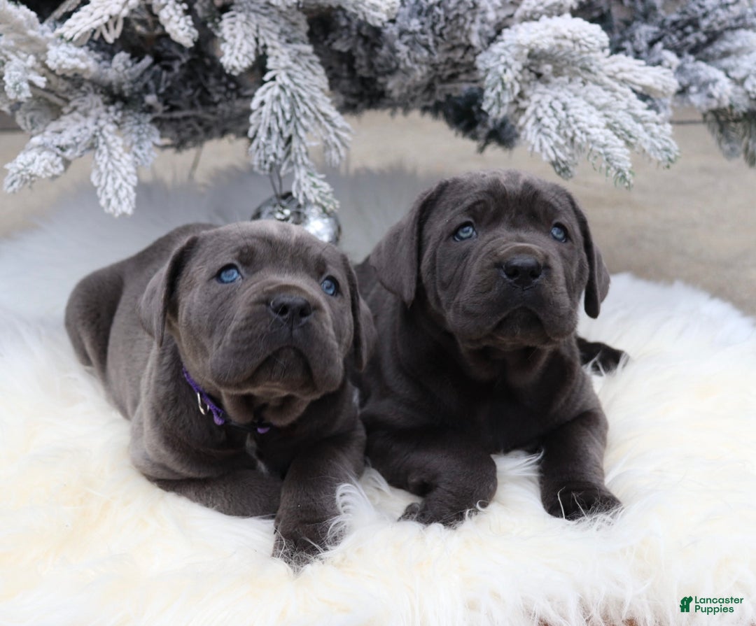 Cane Corso dogs for sale: Cane Corso Puppy 3 - Ad 4