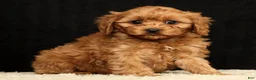 Cavapoo dogs for sale: Teresa - Ad 1
