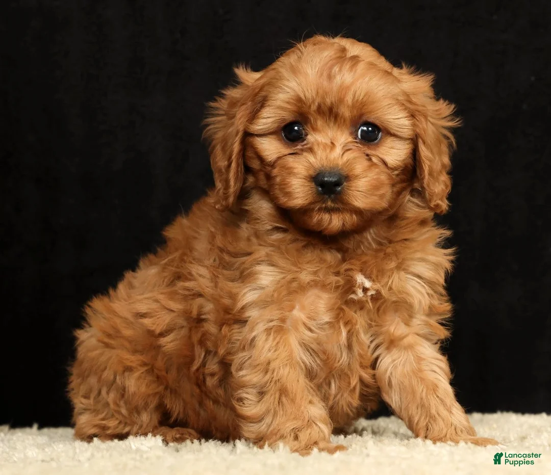 Cavapoo dogs for sale: Teresa - Ad 1