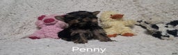 Yorkshire Terrier dogs for sale: Penny - Ad 7
