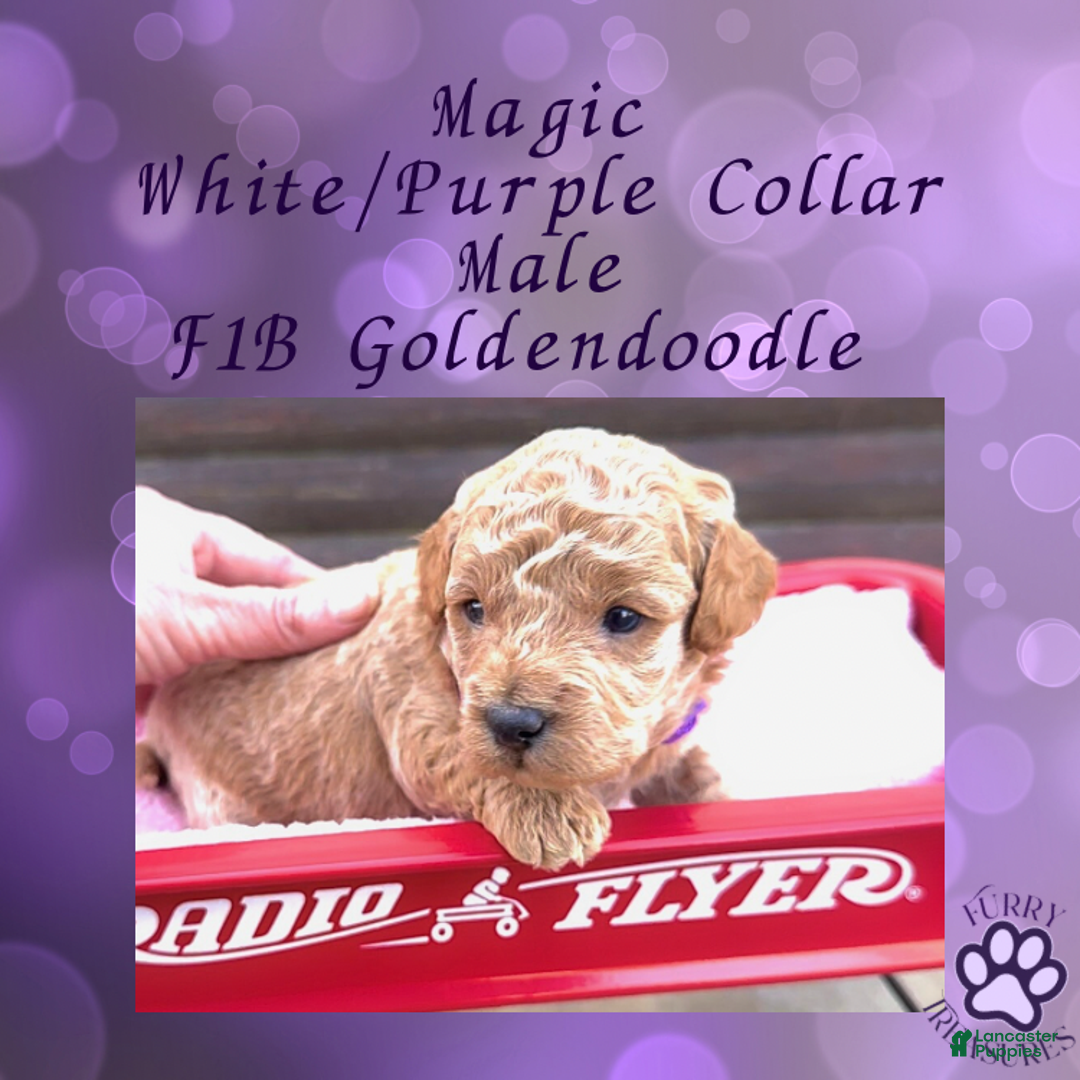 Goldendoodle dogs for sale: Magic “Purple Collar” Male - Ad 13